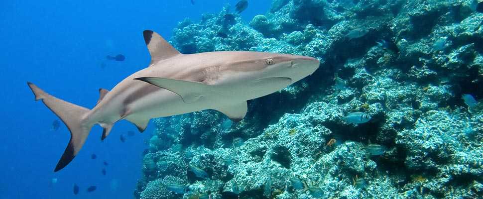 Shark at Vinpearl Aquarium Times City Hanoi