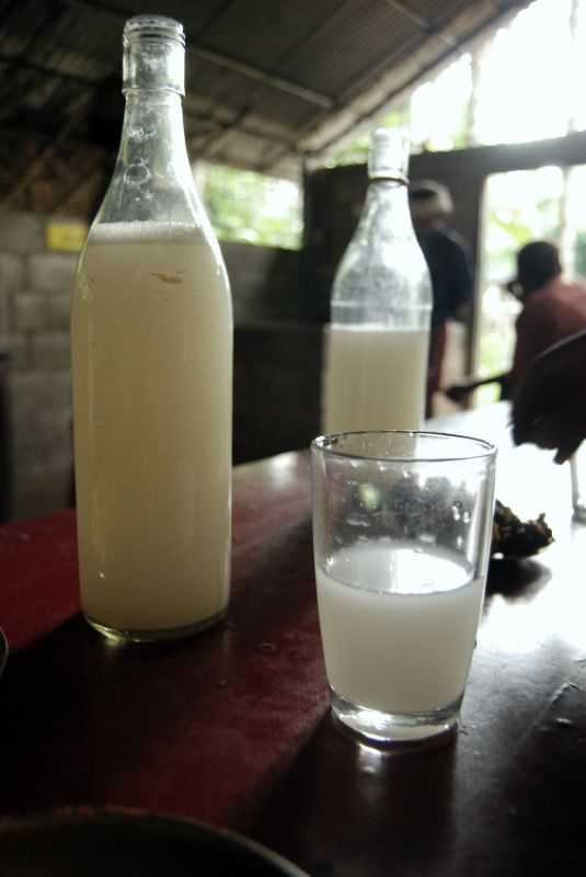 Coconut Toddy