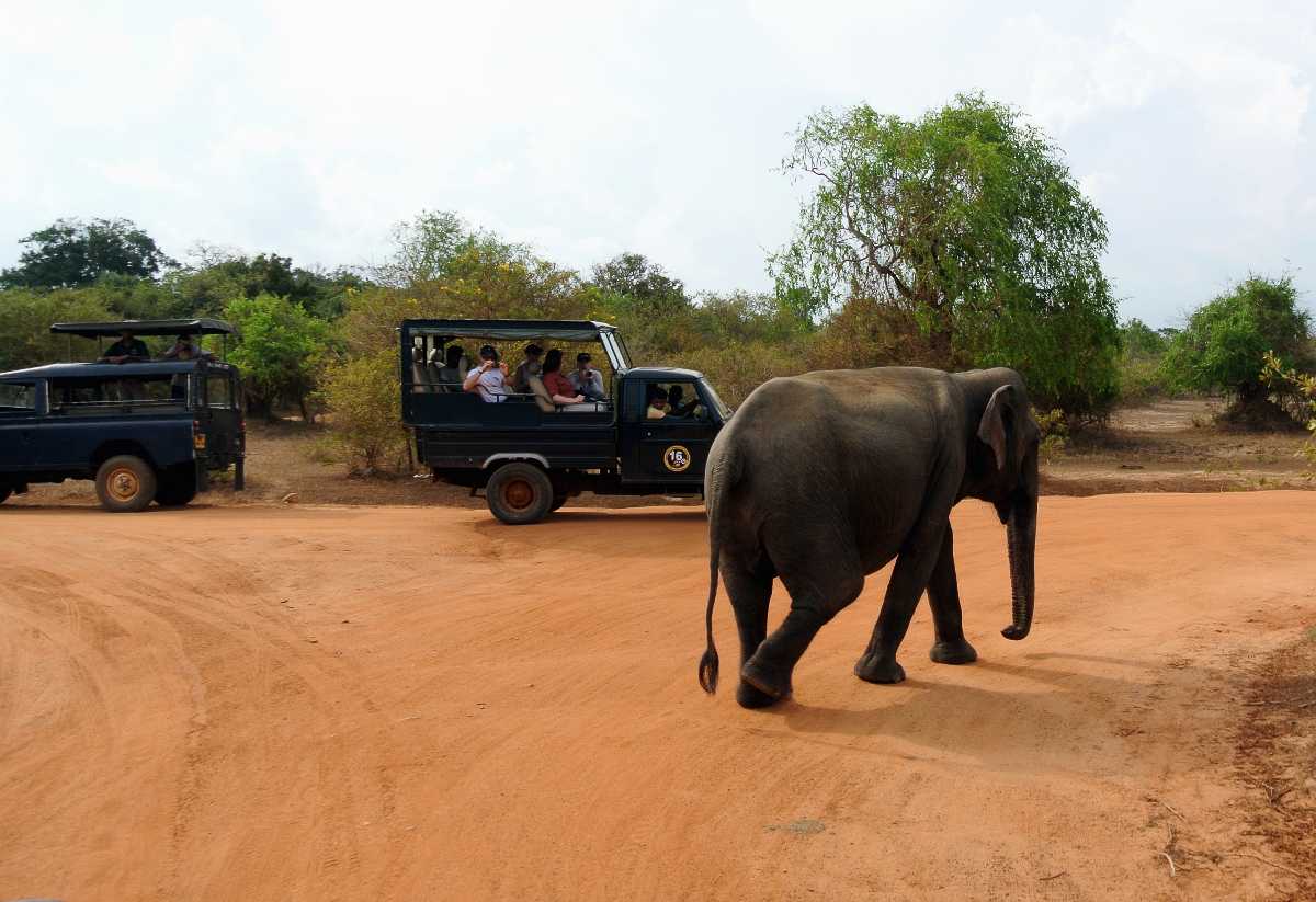 yala safari tips