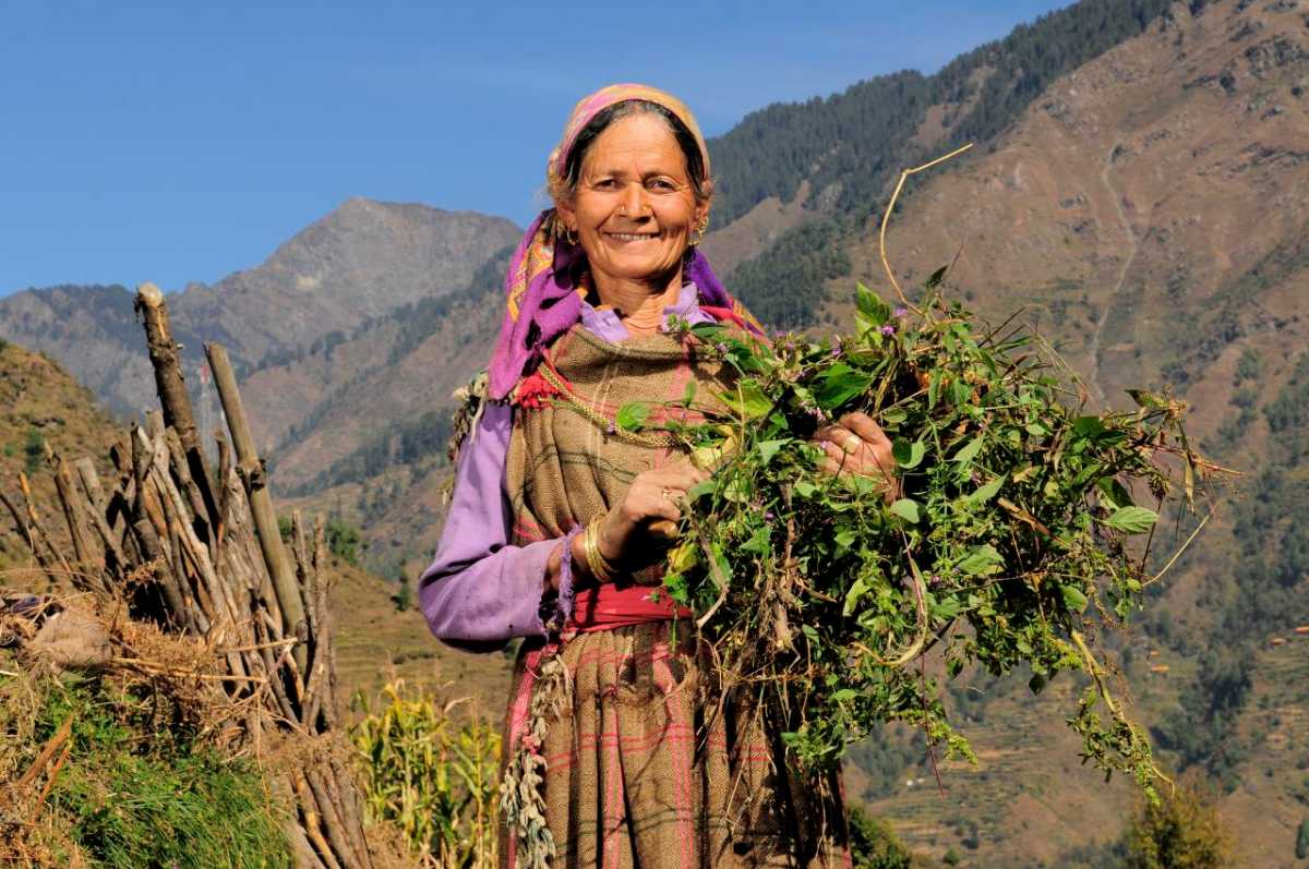 The Gaddis of Himachal and their Sheep-Wool Crafts Cocoa and Jasmine— COCOA  AND JASMINE Cocoa and Jasmine