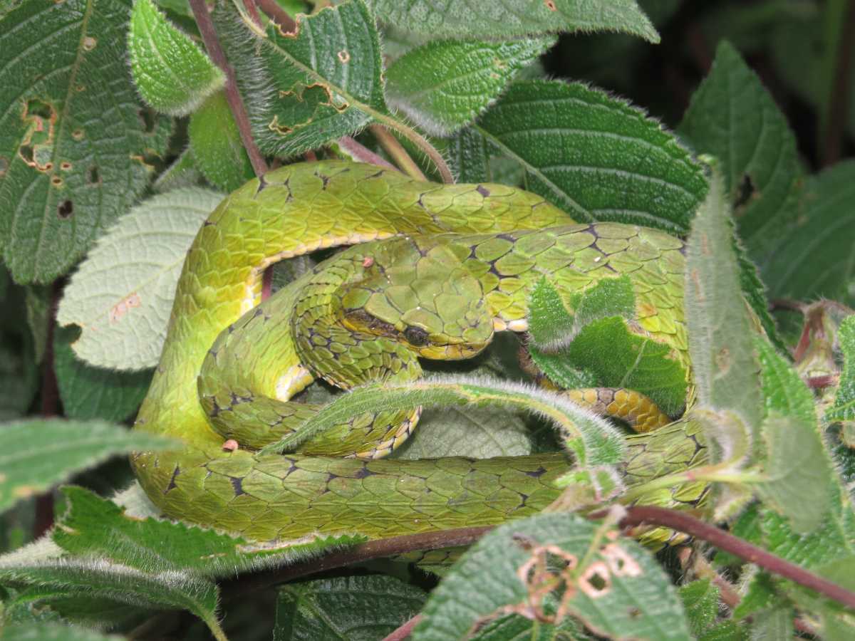 Trimeresurus macrolepis