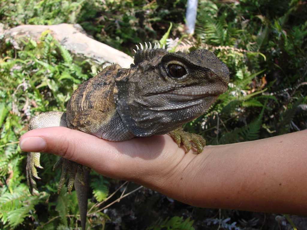 Tuatara