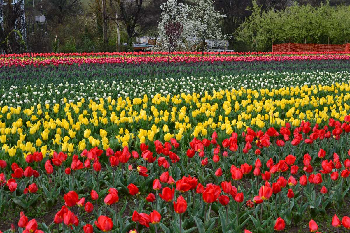 Tulip Festival in Srinagar 2024 Dates, Venue, Ticket Price Holidify
