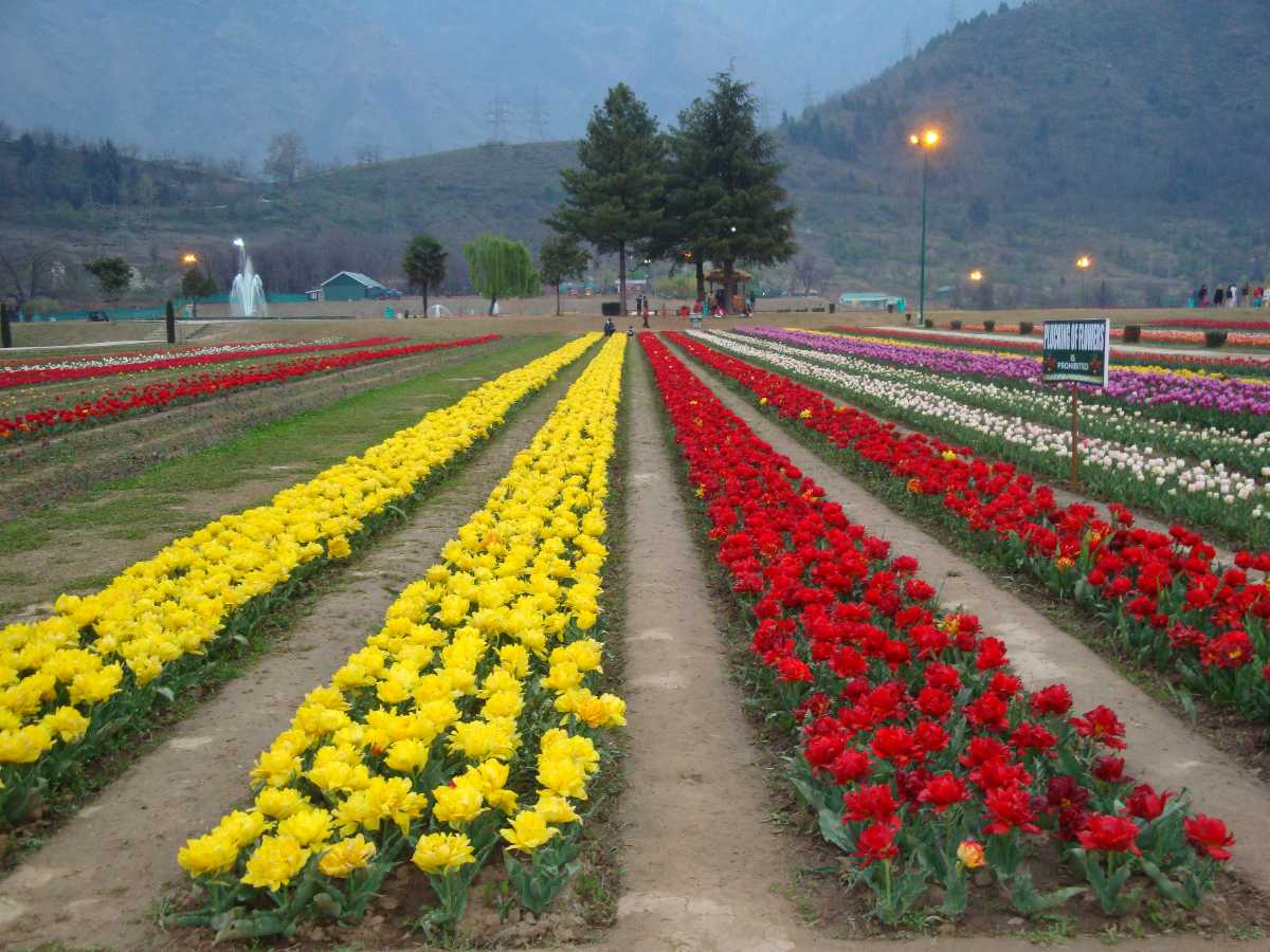 Tulip Festival in Srinagar 2020 | Dates, Venue, Ticket Price ...