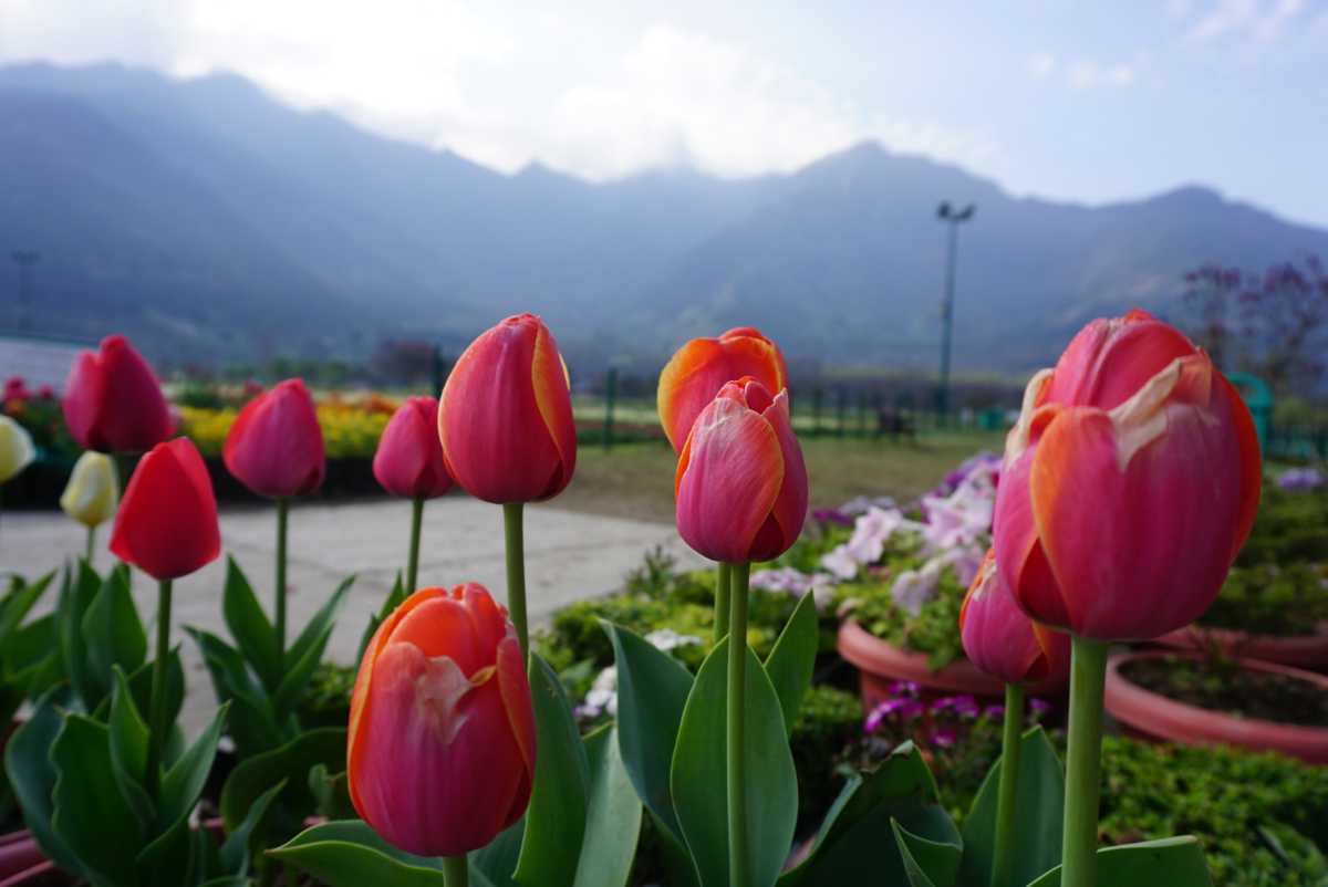 Tulip Festival in Srinagar 2024 Dates, Venue, Ticket Price Holidify