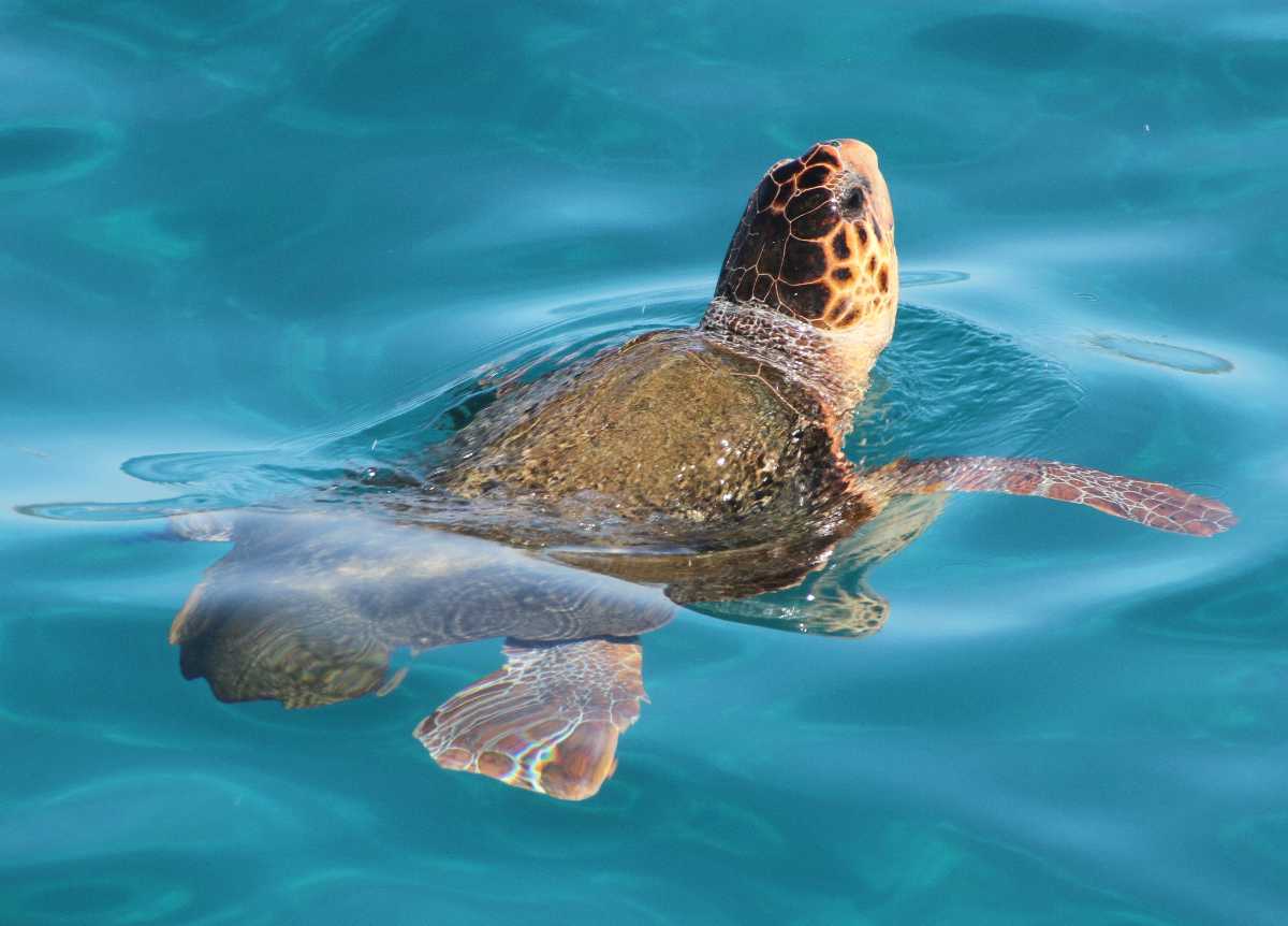 Turtle Conservation, Greece