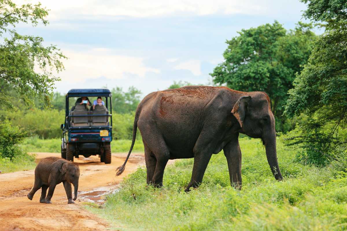 udawalawe national park safari timings