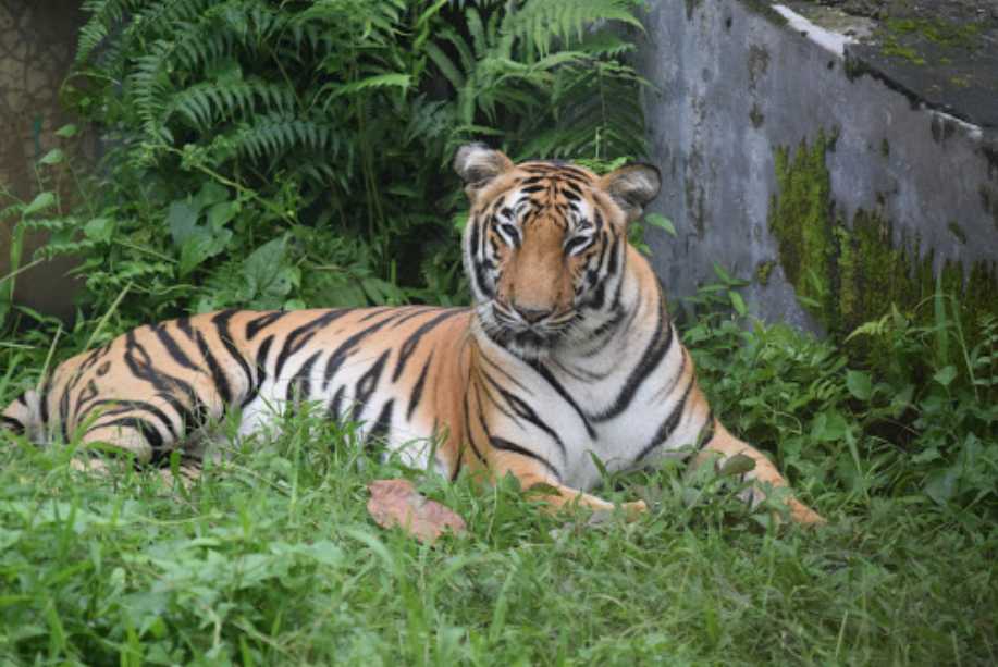 bengal safari park siliguri