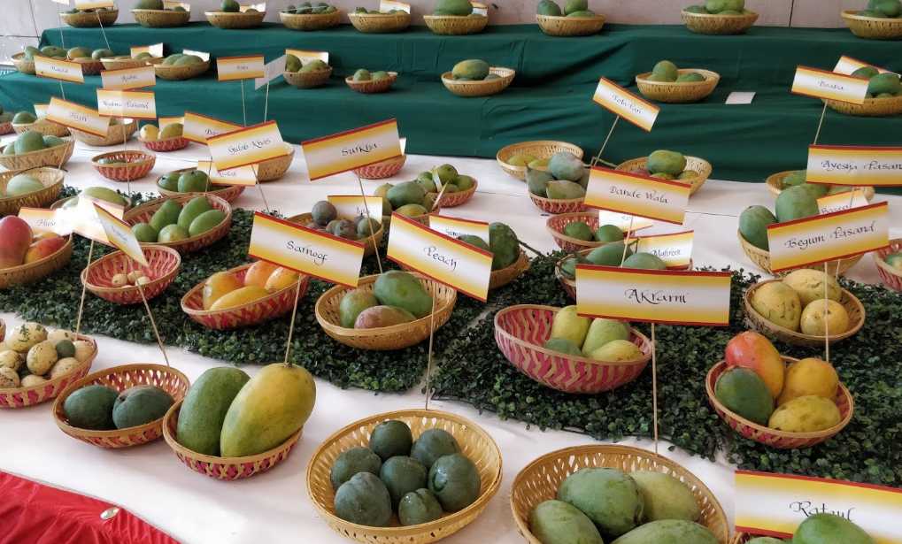 International Mango Festival