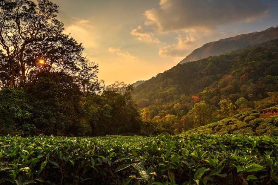 munnar trip in july