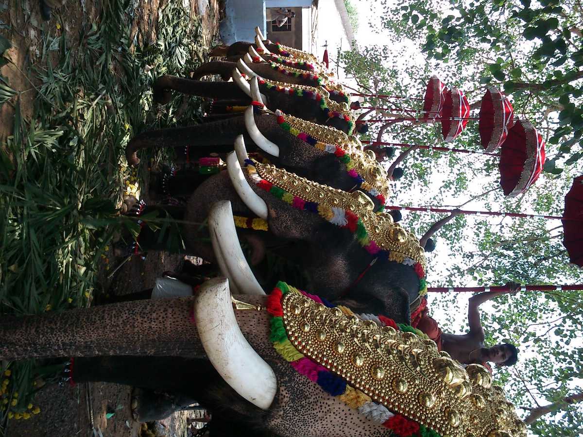 The adorned elephants