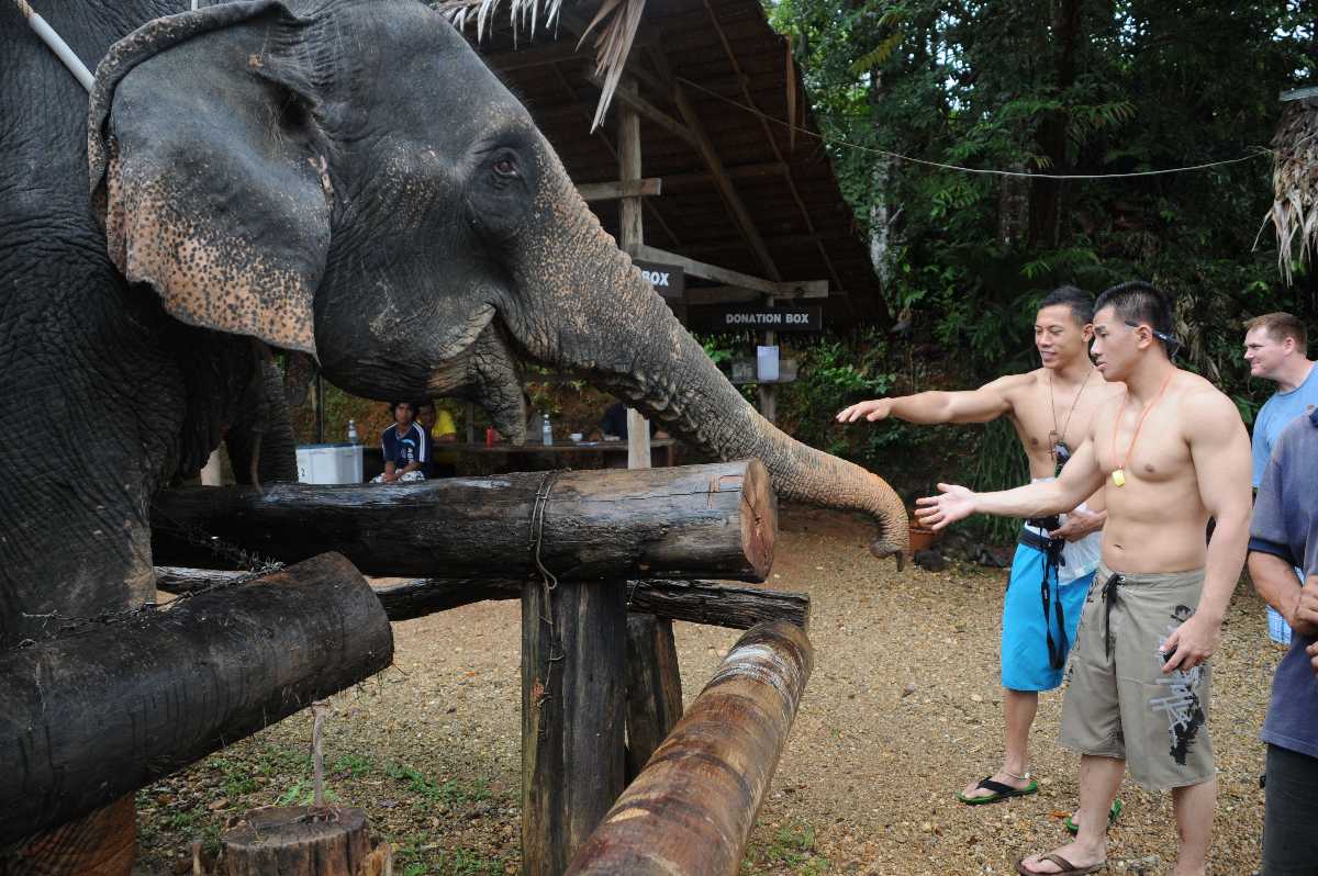 Donate to Elephant Orphanages in Thailand