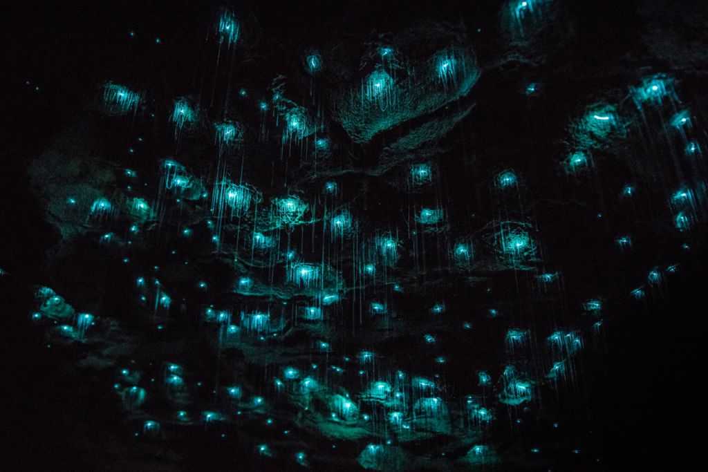 Glow-worm caves