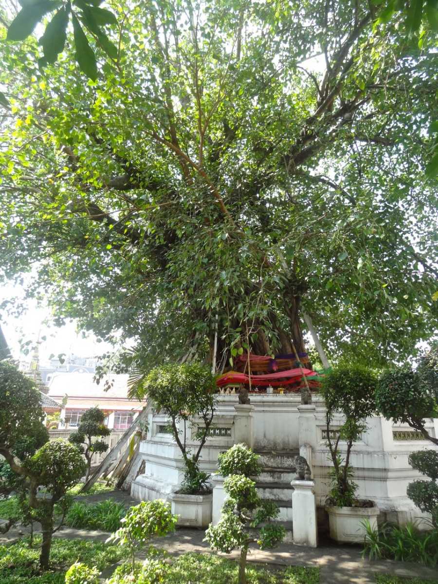 Bodhi Tree at Wat Pho
