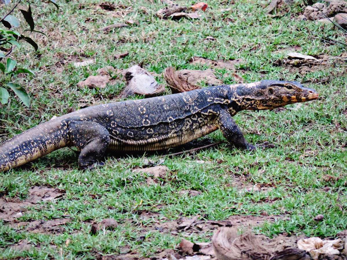 Water Monitor Lizard at Bhitarkanika National Park