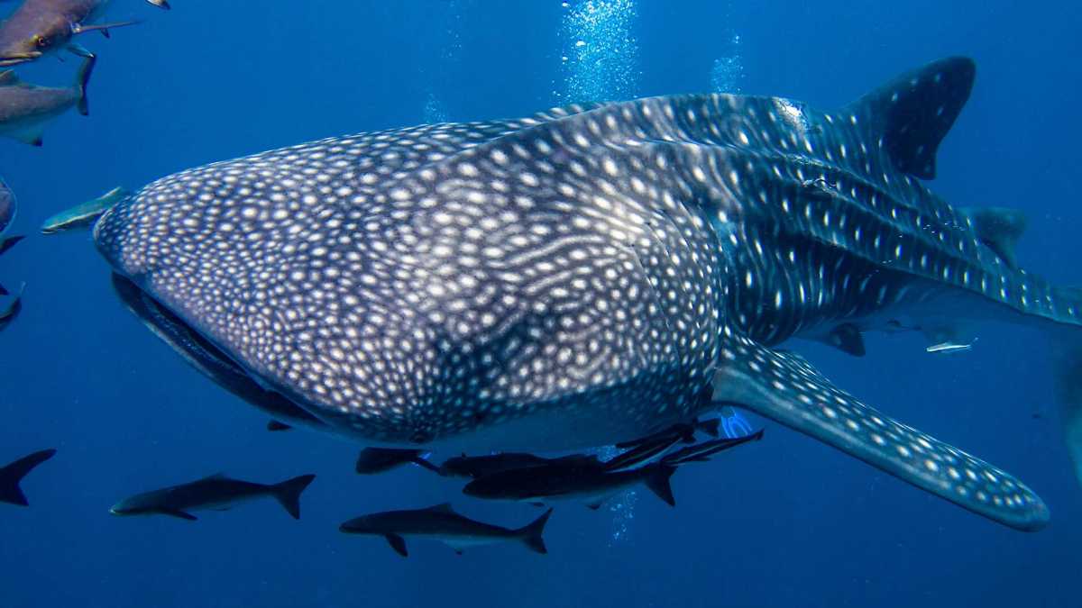 Whale Sharks in Thailand