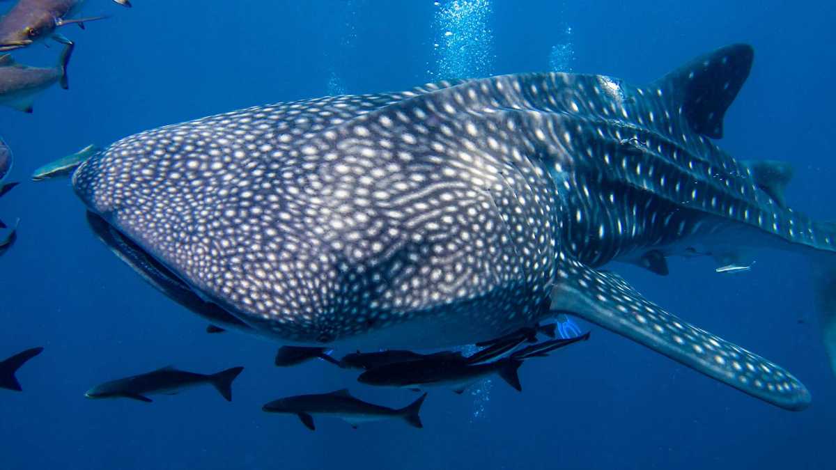 Whale Sharks in Thailand - Best Diving Spots To See Them