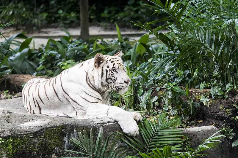 Delhi Zoo, Chidiya Ghar, National Zoological Park | Timings, Entry Fee