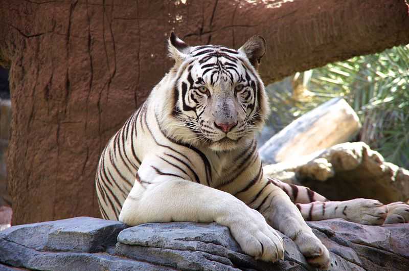 White Tiger at the Emirates Park Zoo