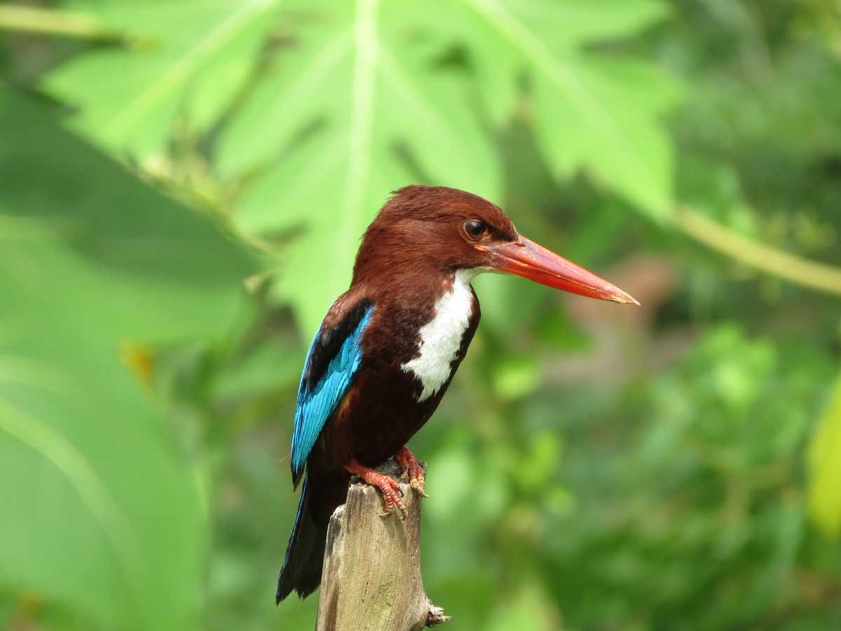 White Breasted Kingfisher