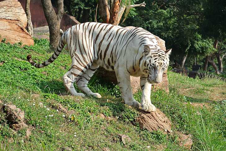 White Tiger at KBR National Park