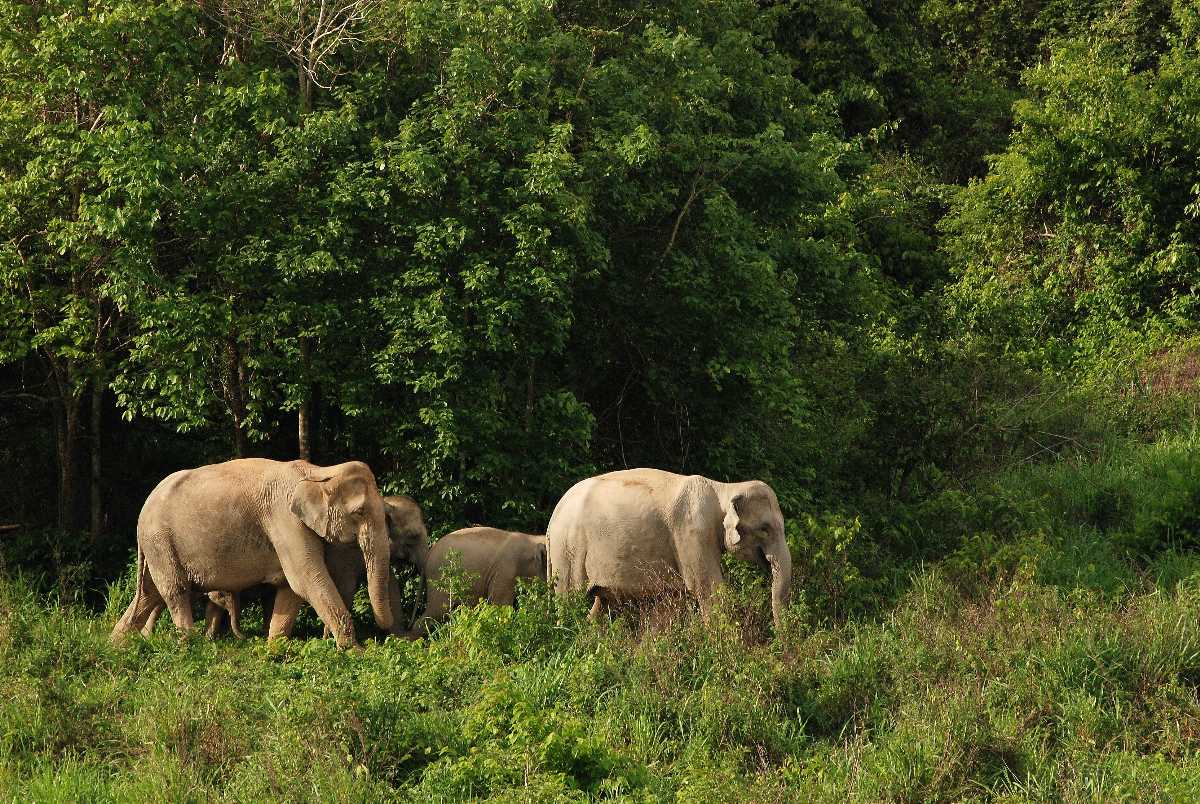 Elephant Volunteering, Thailand