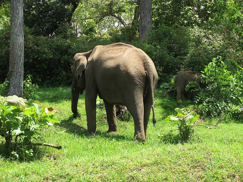 Mudumalai National Park