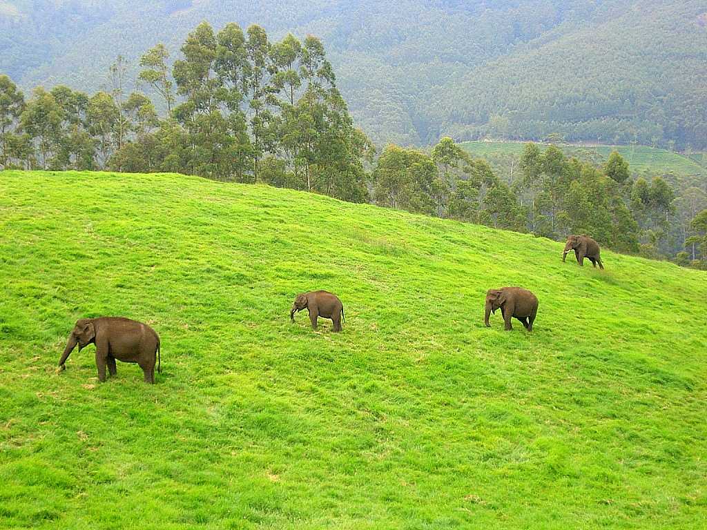 Elephants in Kerala, India