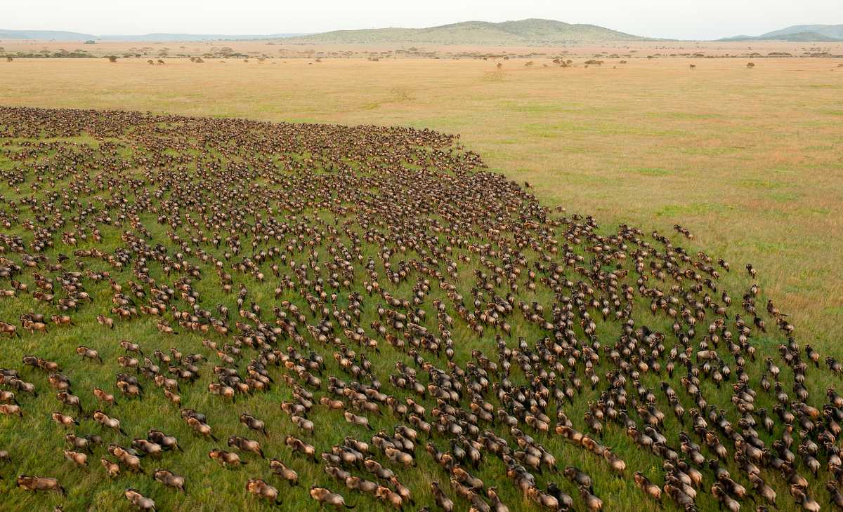serengeti national park, Tanzania