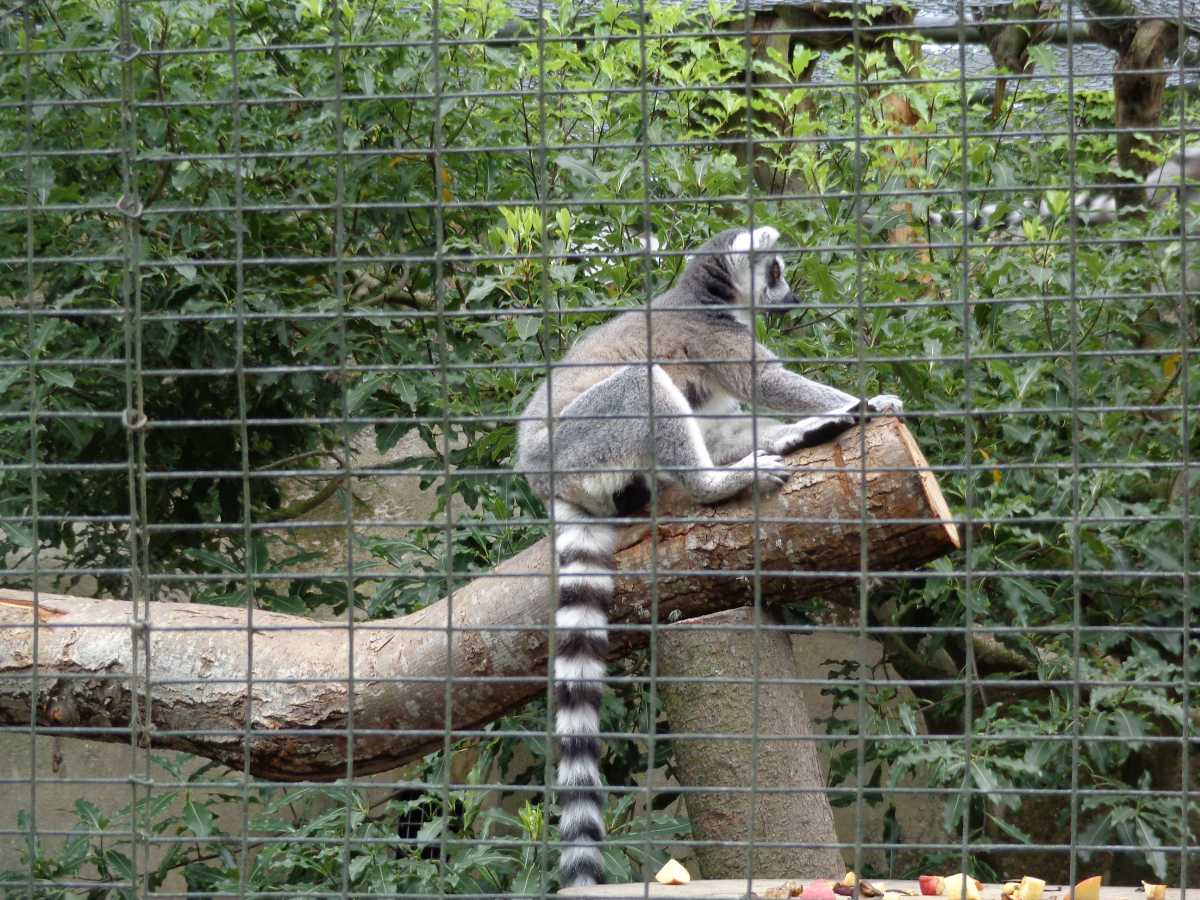 lemur at Willowbank wildlife reserve