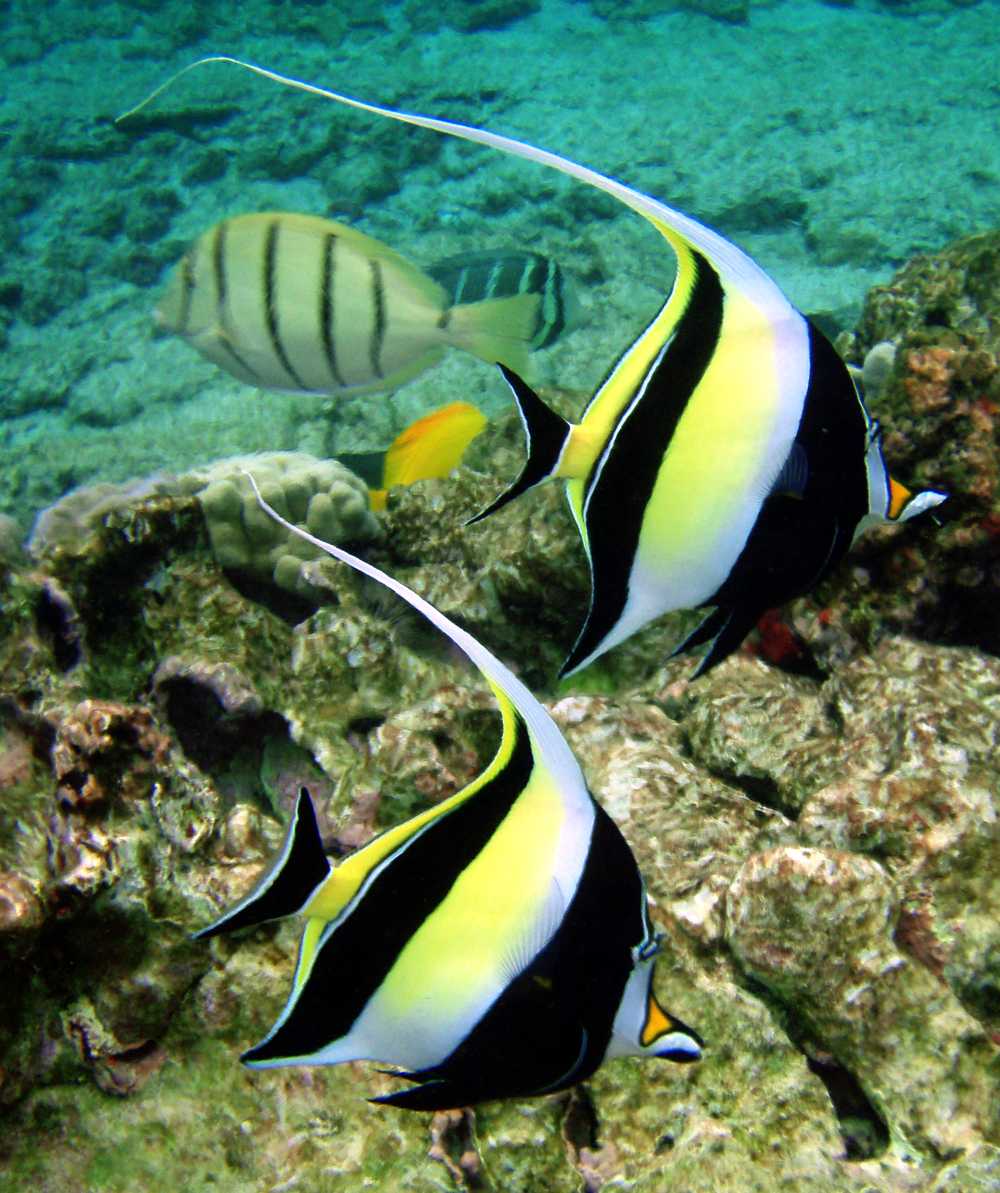 Mauritius Aquarium