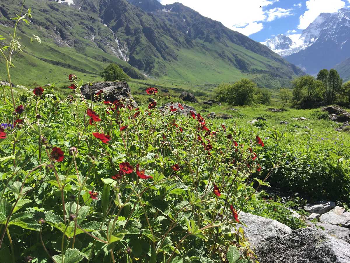 Valley of Flowers, Monsoon Season, Chamoli