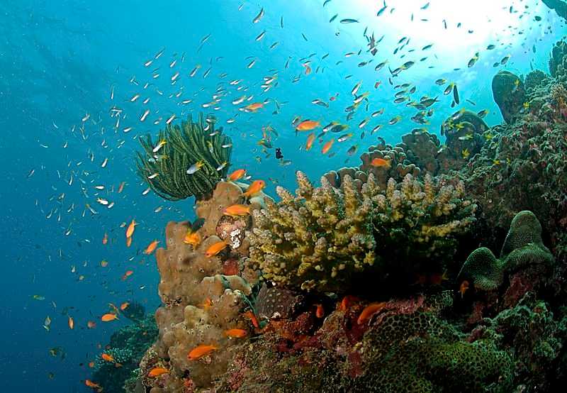 Diving in Bentota