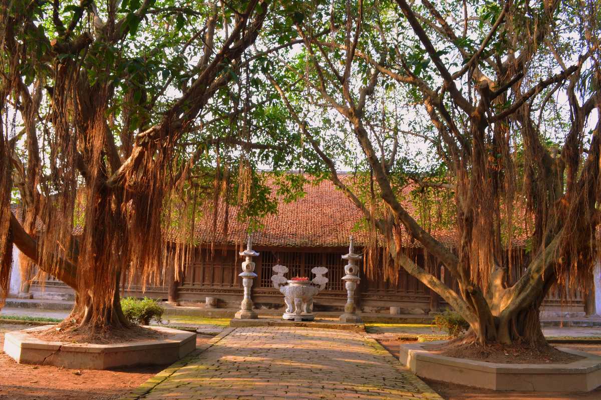 Banyan Trees around the Pagoda But Thap Hanoi