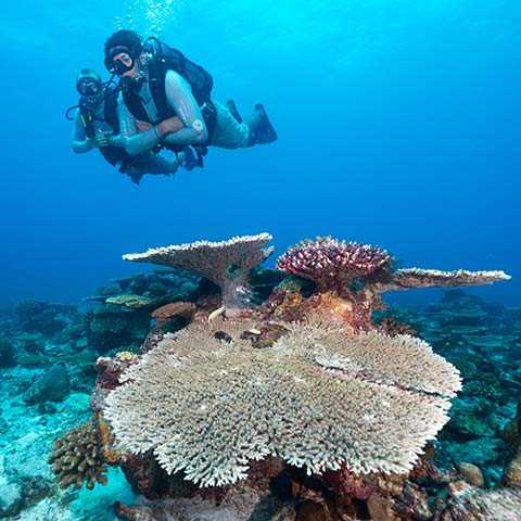 Scuba Diving in North Island