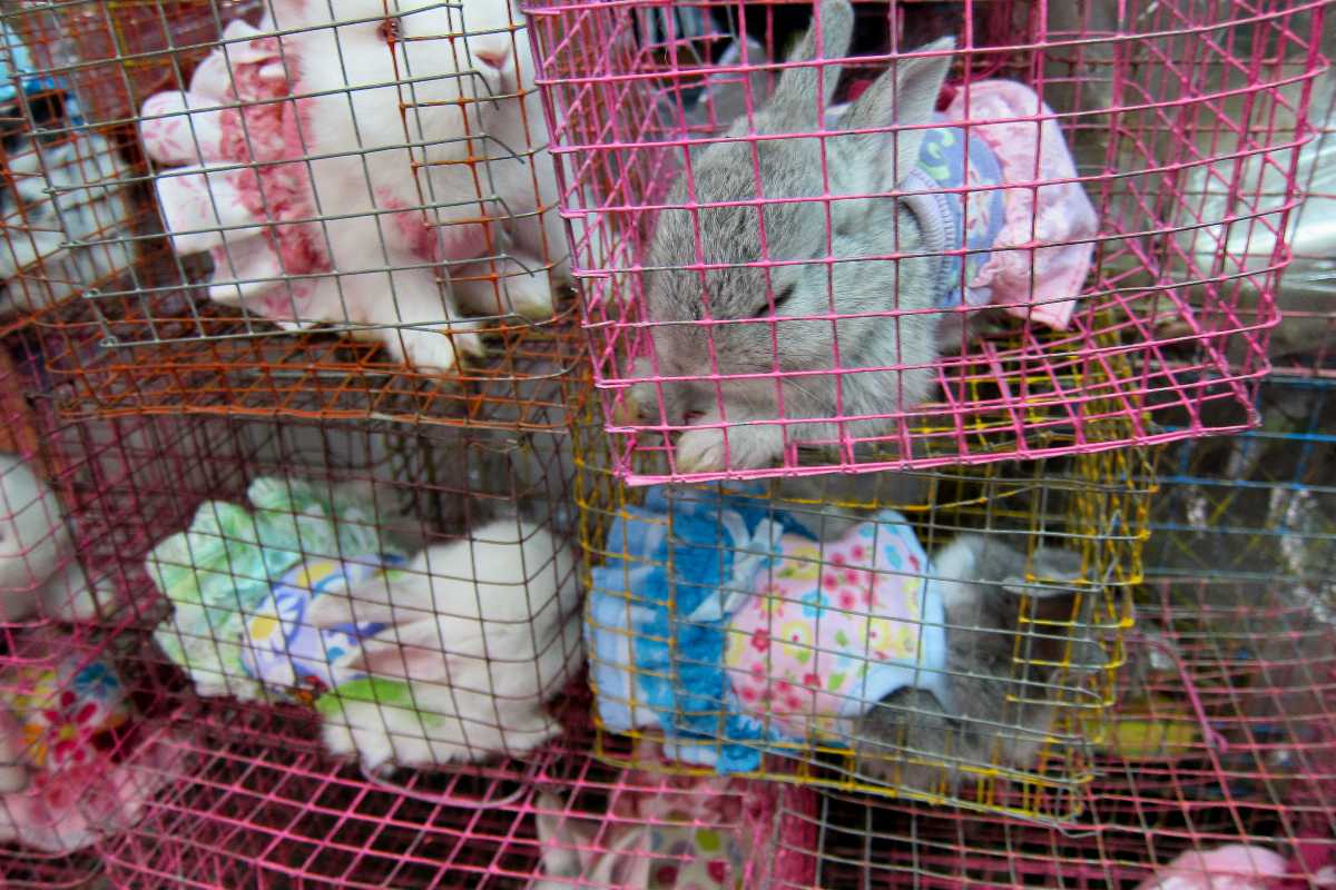 chatuchak market, animals