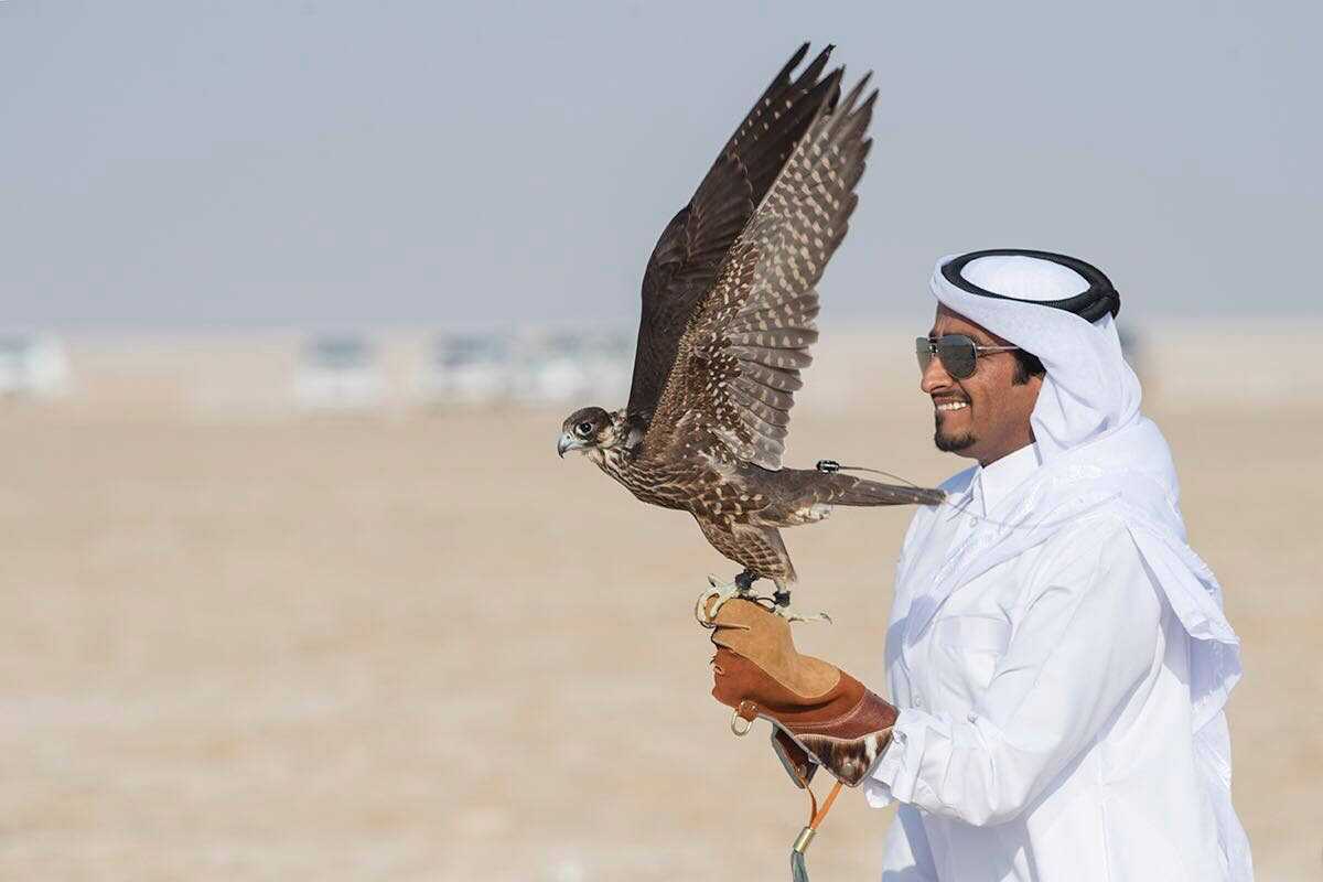 falcon travel agency qatar