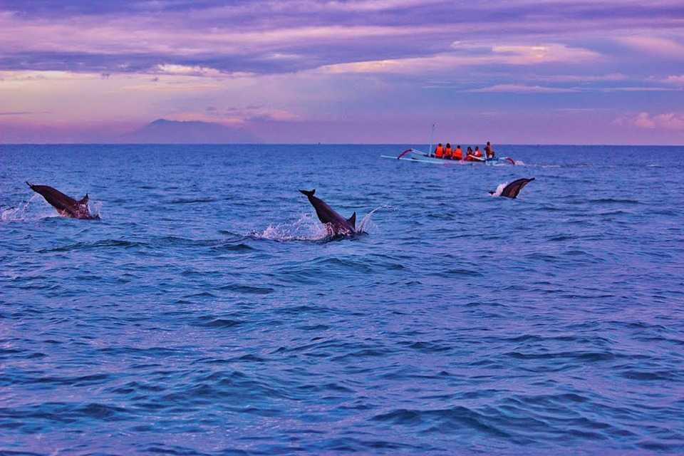 Honeymoon in Bali, Dolphin Spotting