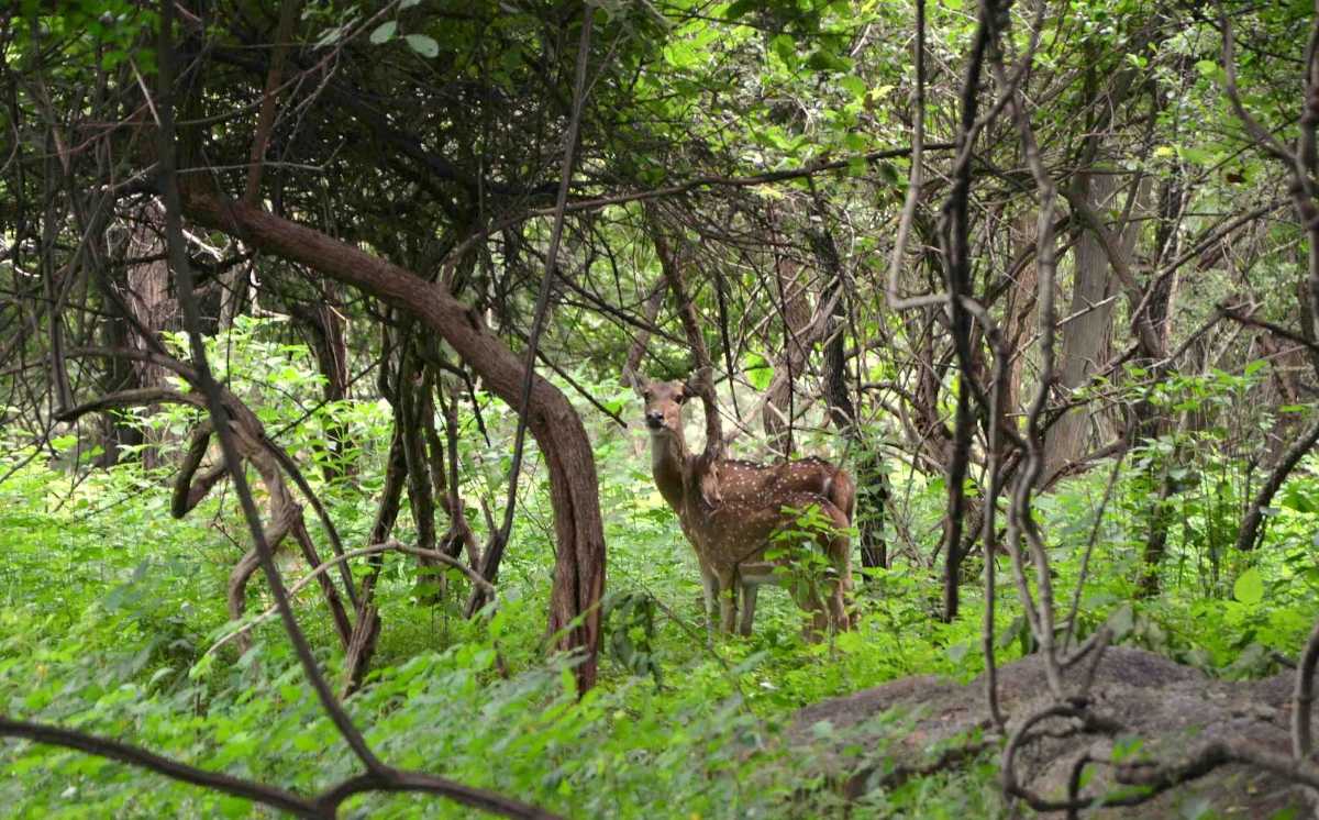 Balpakram National Park