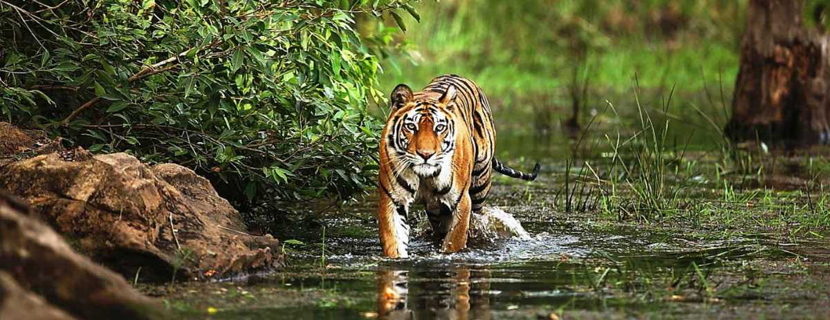 Bandhavgarh National Park makes a fantastic wildlife experience to have a bachelor's party.