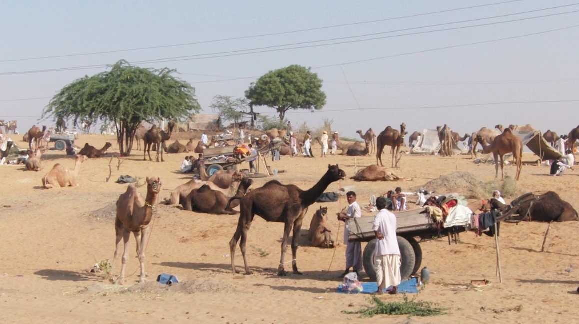 Pushkar Market