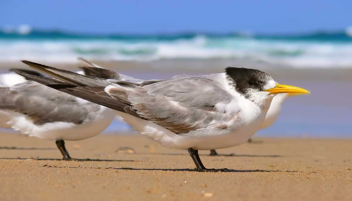 Birding, Seychelles in April