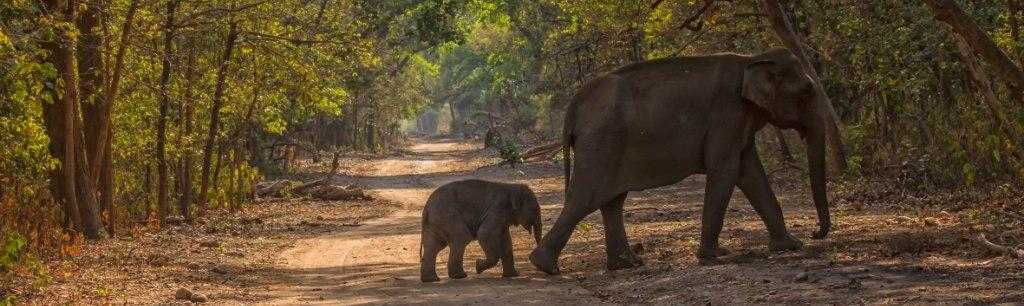 bijrani zone safari timings