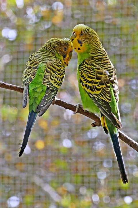 Aviaries 