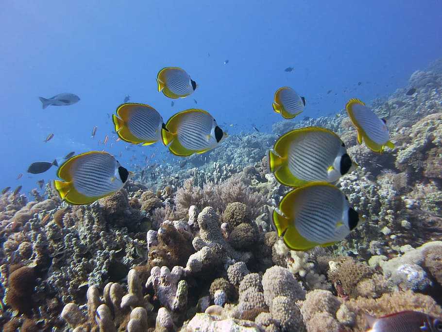 Tunku Abdul Rahman Marine Park, Diving in Sabah