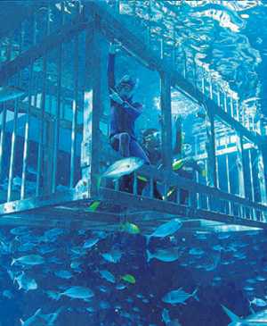 Cage Snorkelling at Dubai Aquarium and Underwater Zoo