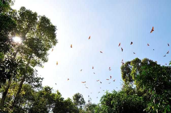 Fauna at Can Gio Mangrove Forest Ho Chi Minh City