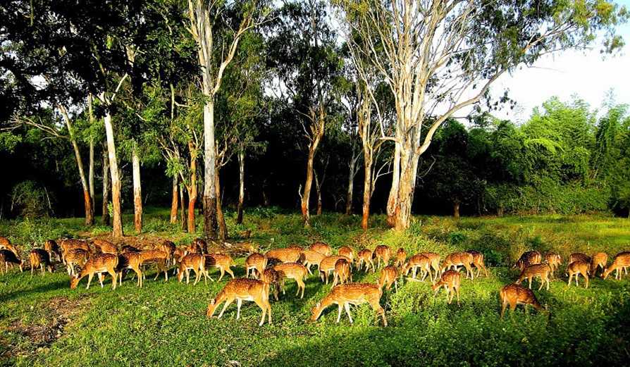 Dandeli Wildlife Sanctuary | Timings, Entry Fee, Safari