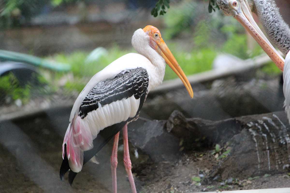 Painted Stork