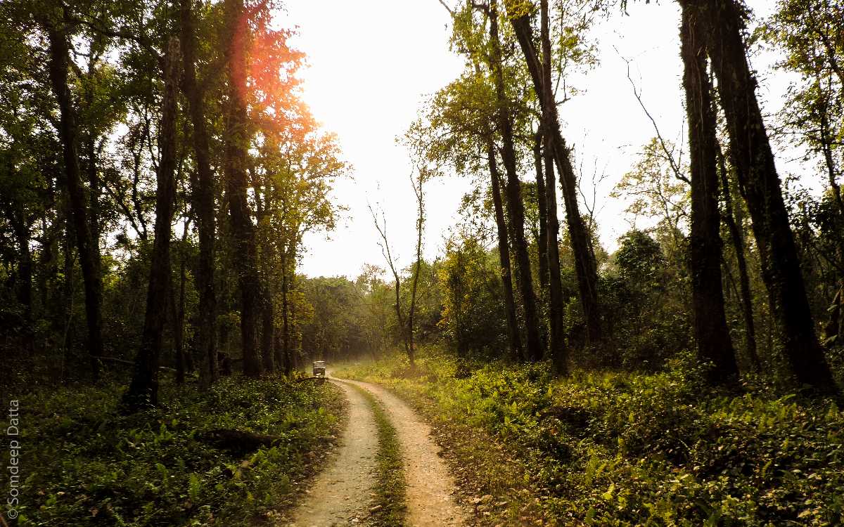 Forests in Lataguri